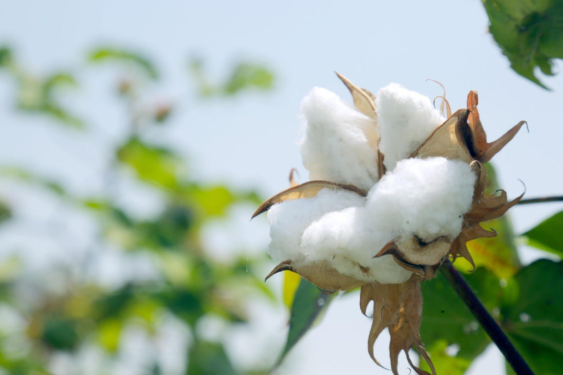 Waarom werken we met biologisch katoen?
